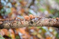 Black wood ear mushrooms Auricularia auricula-judae, growing on a branch